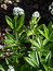 Galium odoratum, Waldmeister, Färbepflanze, Färberpflanze, Pflanzenfarben,  färben, Klostergarten Seligenstadt